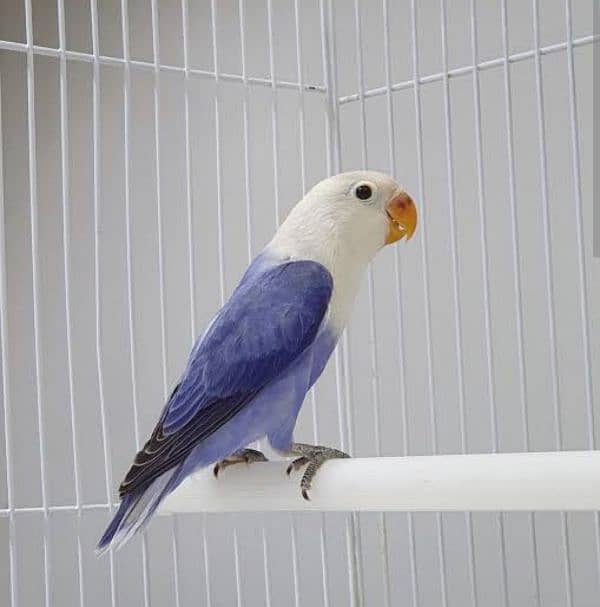 Albino Red Eyes Grunted Breeder Or Fertile Pairs 7