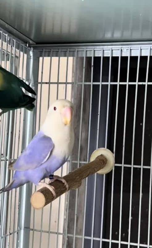 Albino Red Eyes Grunted Breeder Or Fertile Pairs 8
