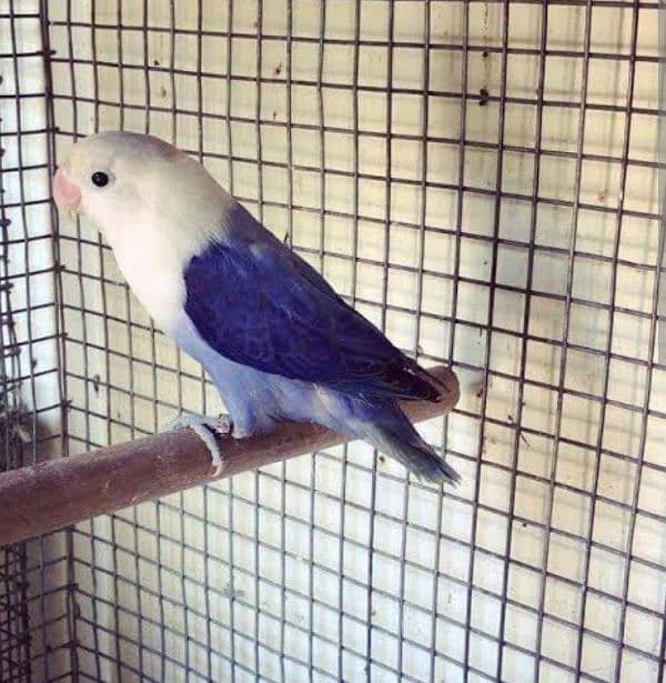 Albino Red Eyes Grunted Breeder Or Fertile Pairs 9