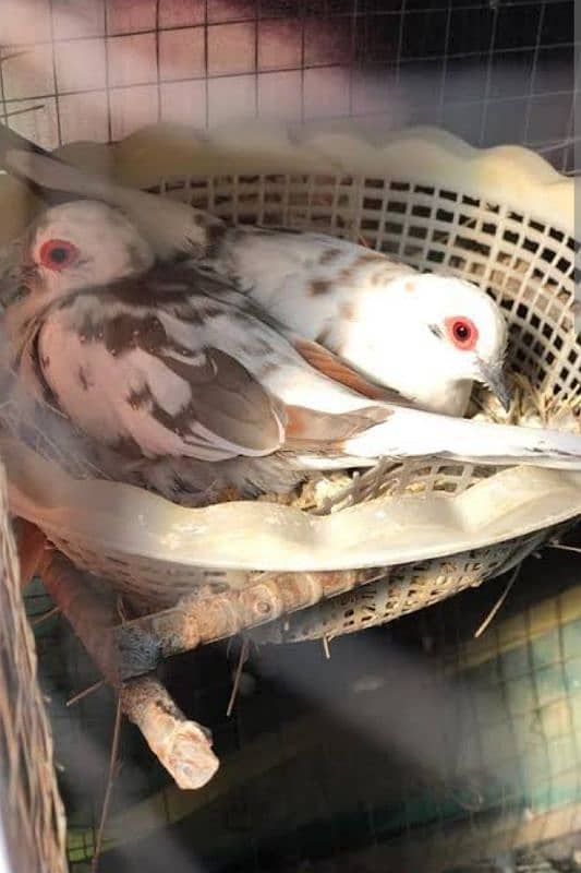 Albino Red Eyes Grunted Breeder Or Fertile Pairs 10