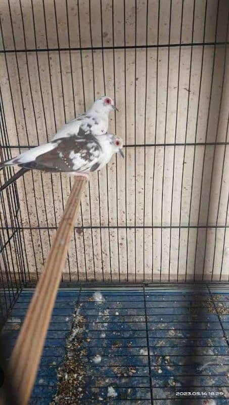 Albino Red Eyes Grunted Breeder Or Fertile Pairs 11