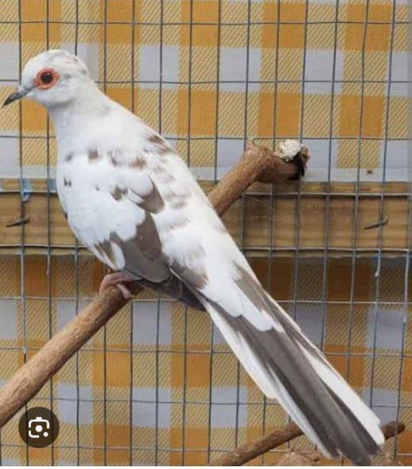 Albino Red Eyes Grunted Breeder Or Fertile Pairs 12