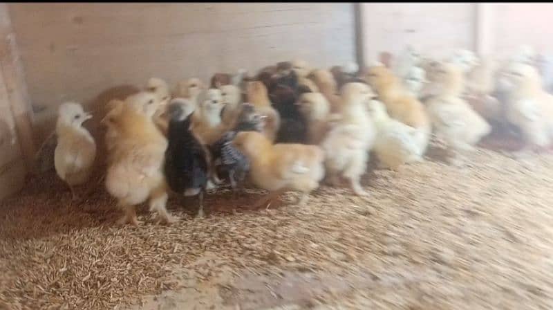 Chicks for sale polish / bantam / silkie / buff /sebright/Hera / jawa 0