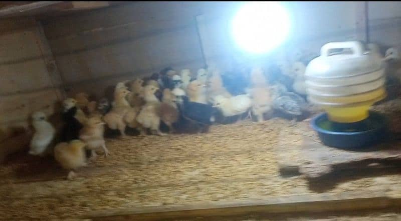 Chicks for sale polish / bantam / silkie / buff /sebright/Hera / jawa 1