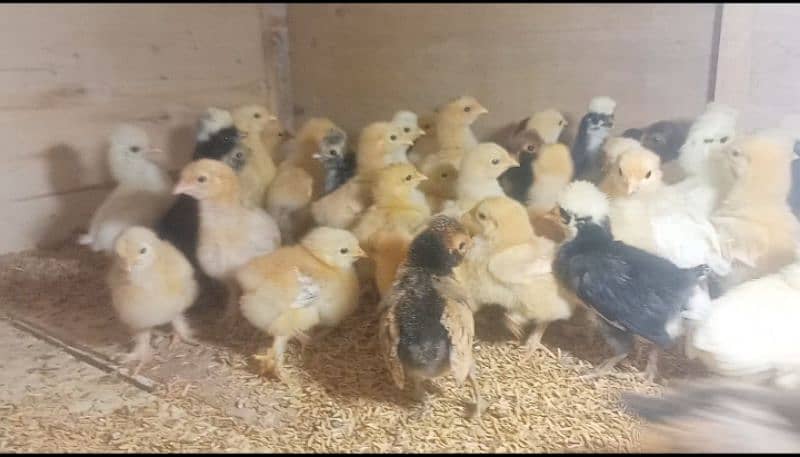 Chicks for sale polish / bantam / silkie / buff /sebright/Hera / jawa 2