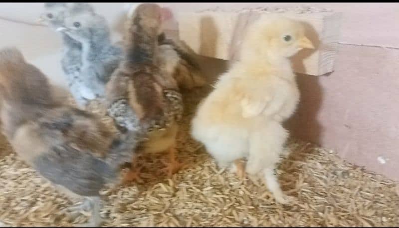 Chicks for sale polish / bantam / silkie / buff /sebright/Hera / jawa 3