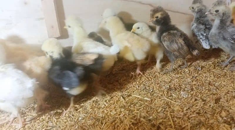 Chicks for sale polish / bantam / silkie / buff /sebright/Hera / jawa 4