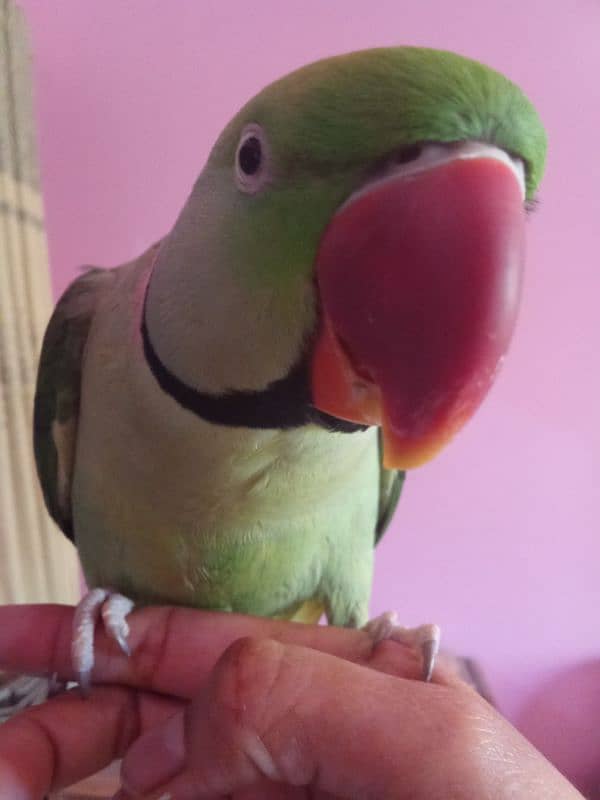 ghum parrot 0