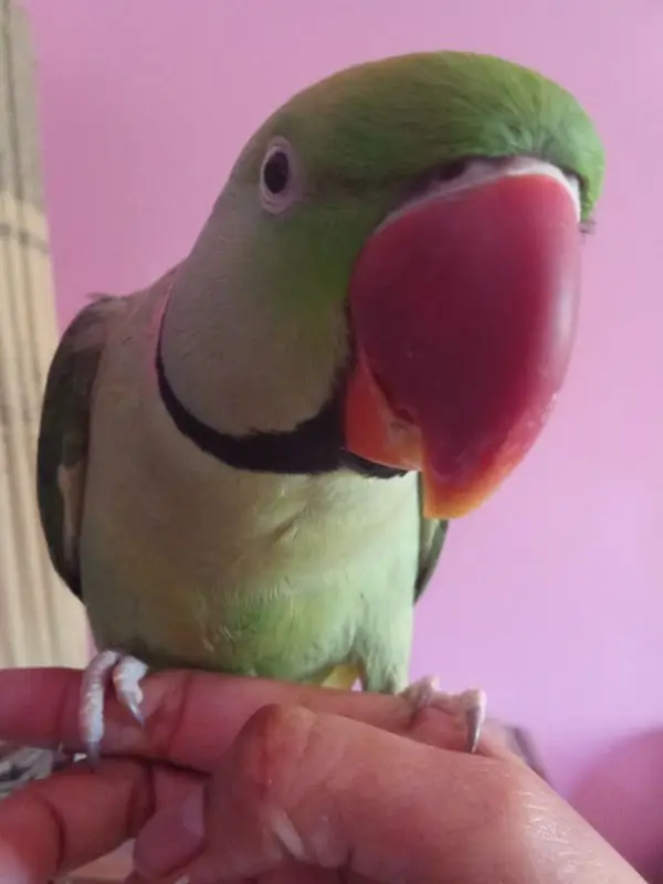 ghum parrot
