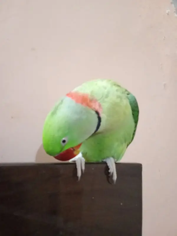 ghum parrot — photo 2
