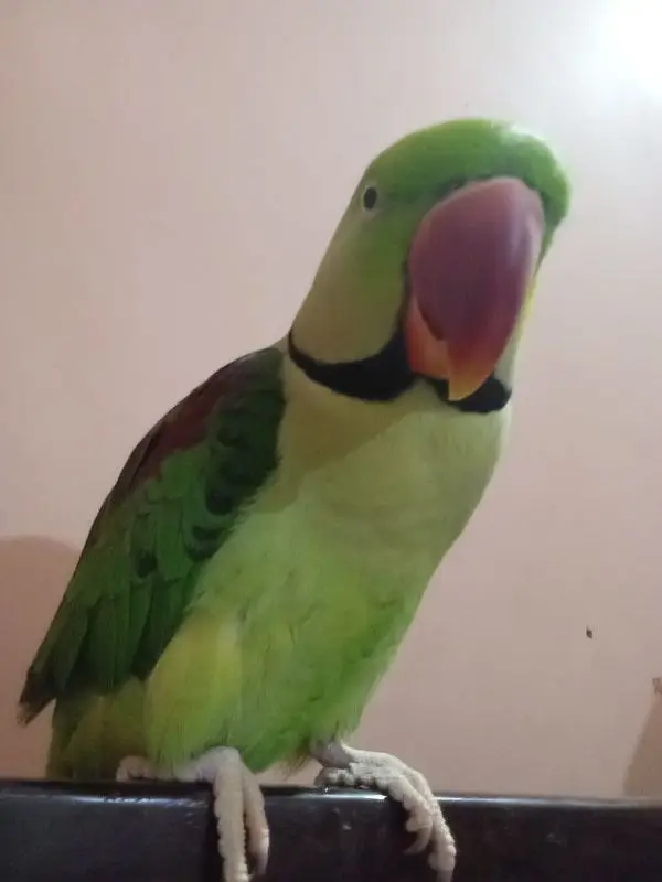 ghum parrot — photo 3
