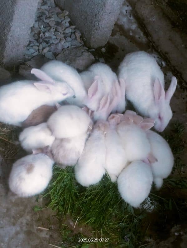 Rabbits baby +3 months white Red eyes & white and Brown 1