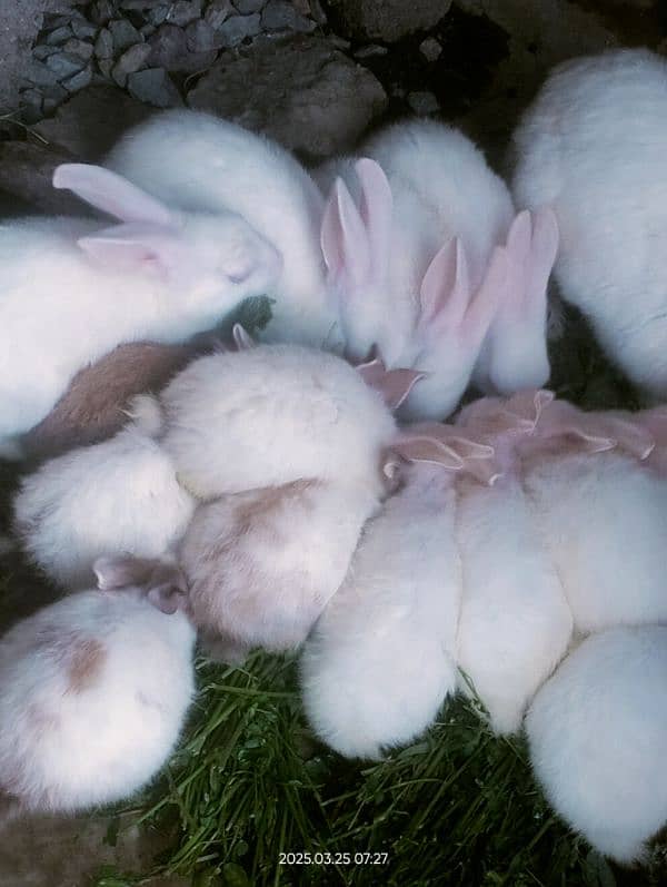 Rabbits baby +3 months white Red eyes & white and Brown 2