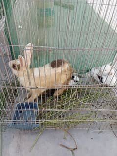 breader pair with bunnies