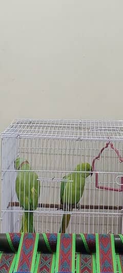 Ringneck green parrots pair available cage ke sath