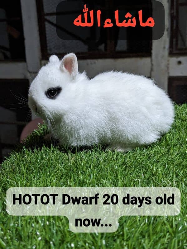 Hotot dwarf bunnies pair Fancy rabbit 1