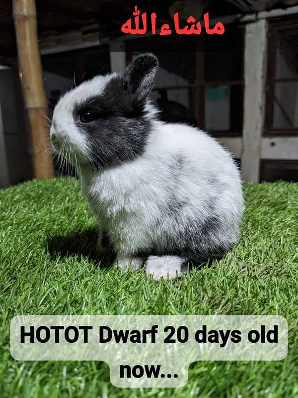 Hotot dwarf bunnies pair Fancy rabbit 2