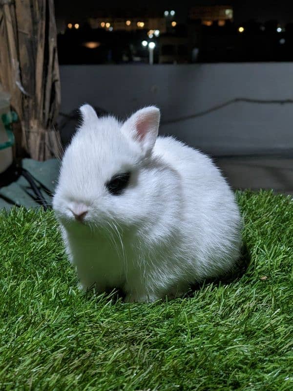 Hotot dwarf bunnies pair Fancy rabbit 4