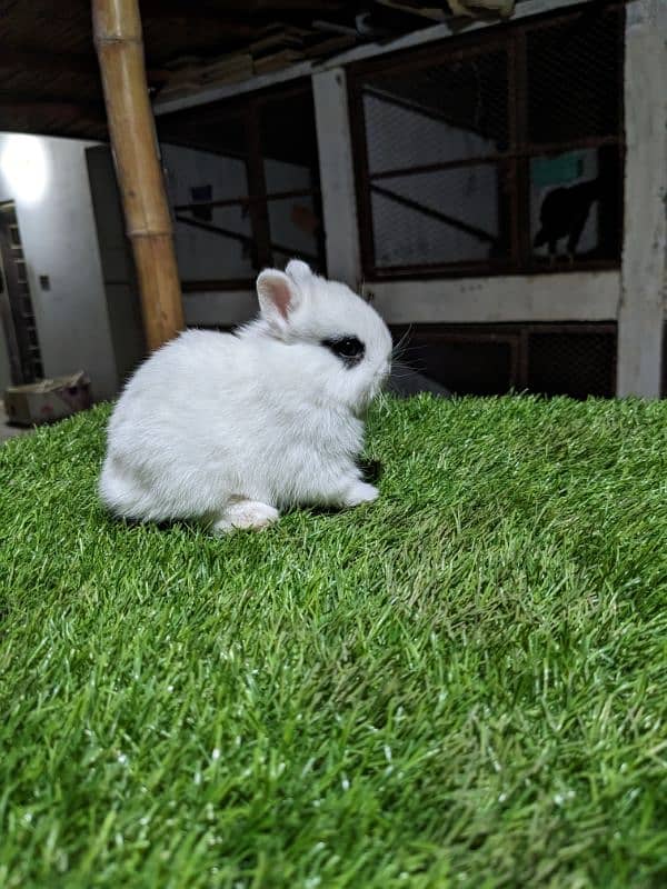 Hotot dwarf bunnies pair Fancy rabbit 5