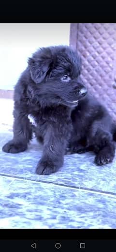 German shepherds show Quality puppies