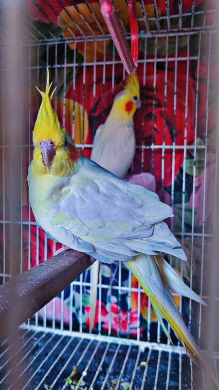Cocktail Breeder Piar, Black Mask Pair 1