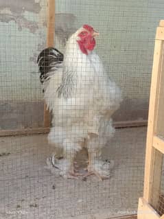 Light Columbian Brahma, Golden Heavy, Porcelin Bentum, Grey Silkie