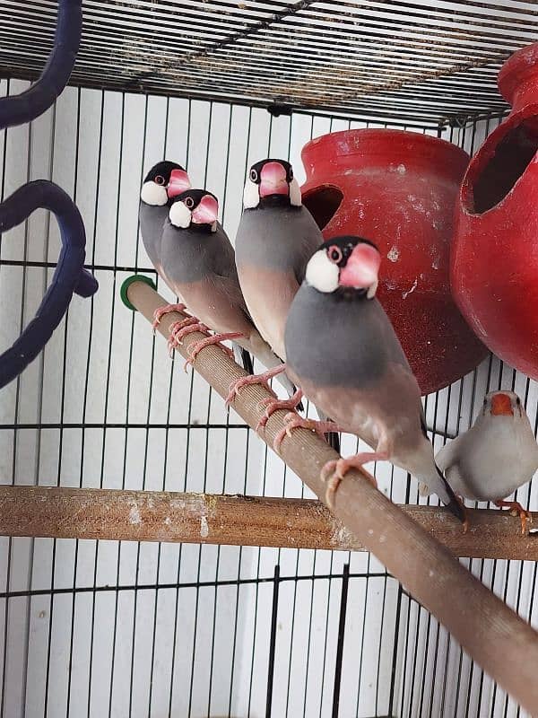 for sell 6 pieces javas 0