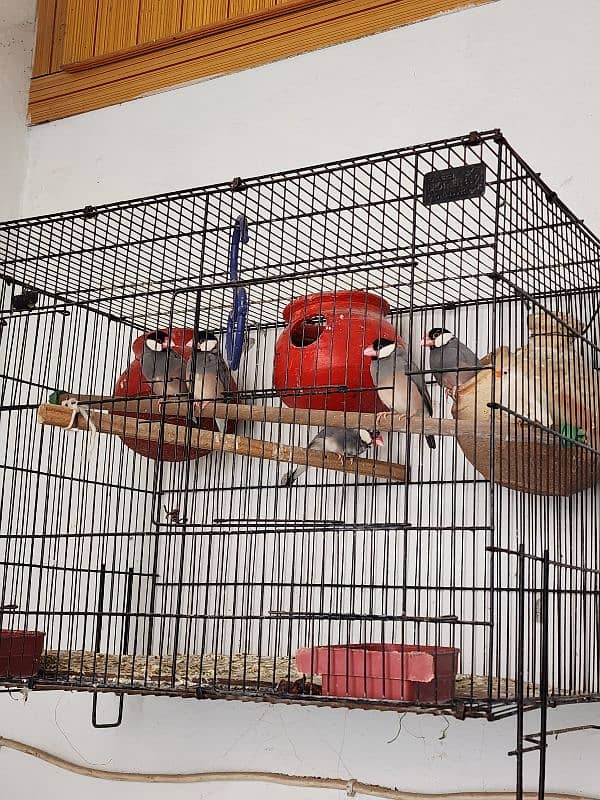 for sell 6 pieces javas 2