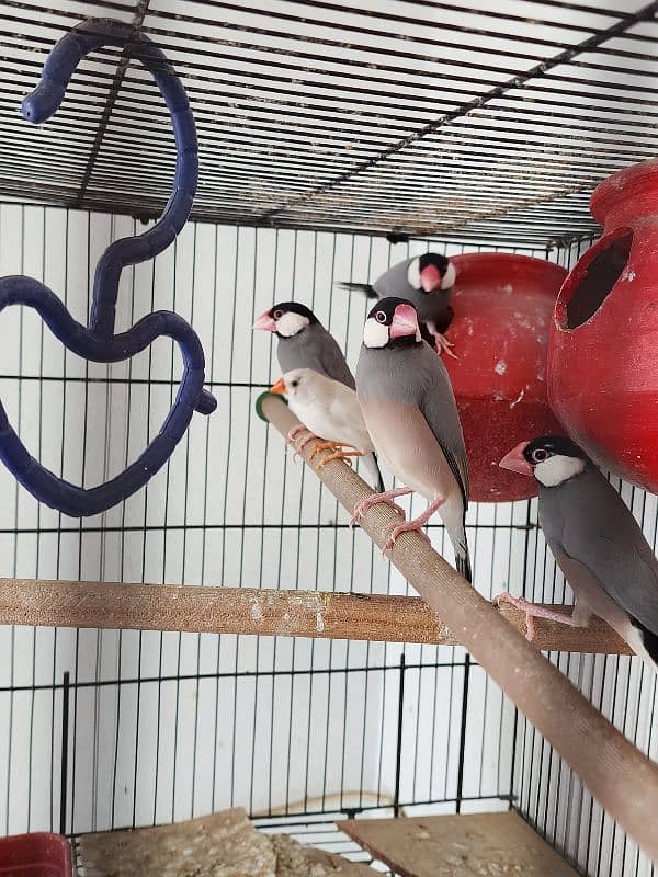 for sell 6 pieces javas 5