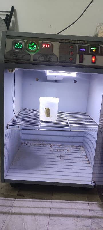 brooder 3