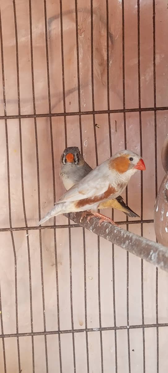 Orange Working Mutation Pair 0