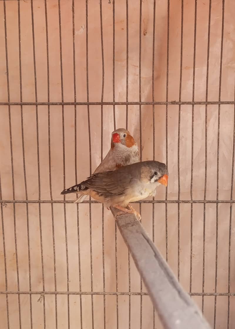 Orange Working Mutation Pair 1
