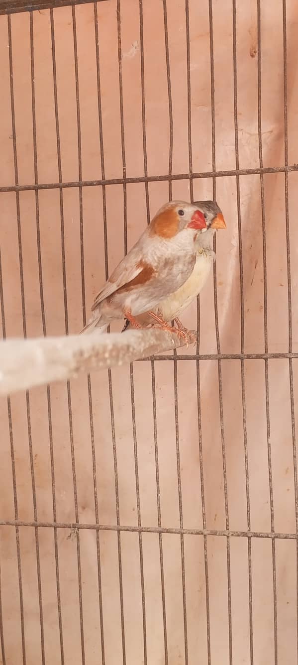 Orange Working Mutation Pair 2