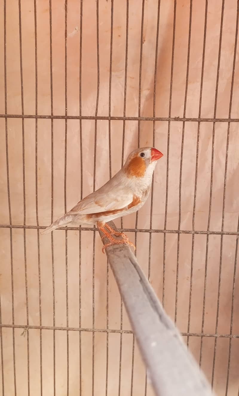 Orange Working Mutation Pair 3