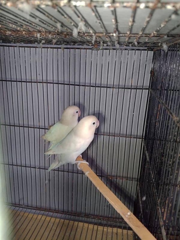 All setup for sale Lovebirds+Budgies+cocktails all breeder pairs+cages 11