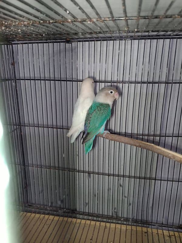 All setup for sale Lovebirds+Budgies+cocktails all breeder pairs+cages 12