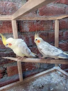 cockatiel for sale