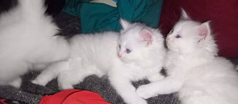 white Persian kittens with blue eyes available. litter trained. 0