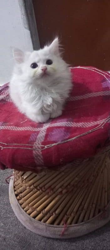 white Persian kittens with blue eyes available. litter trained. 1