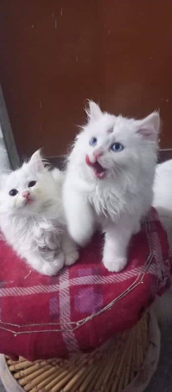 white Persian kittens with blue eyes available. litter trained. 2