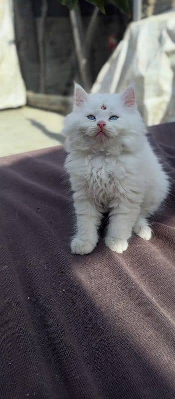 white Persian kittens with blue eyes available. litter trained. 3