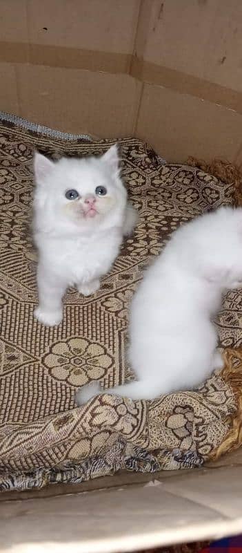 white Persian kittens with blue eyes available. litter trained. 4