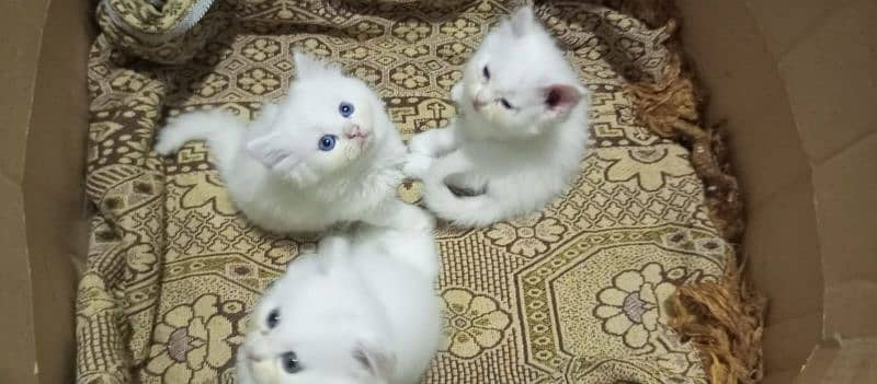 white Persian kittens with blue eyes available. litter trained. 5