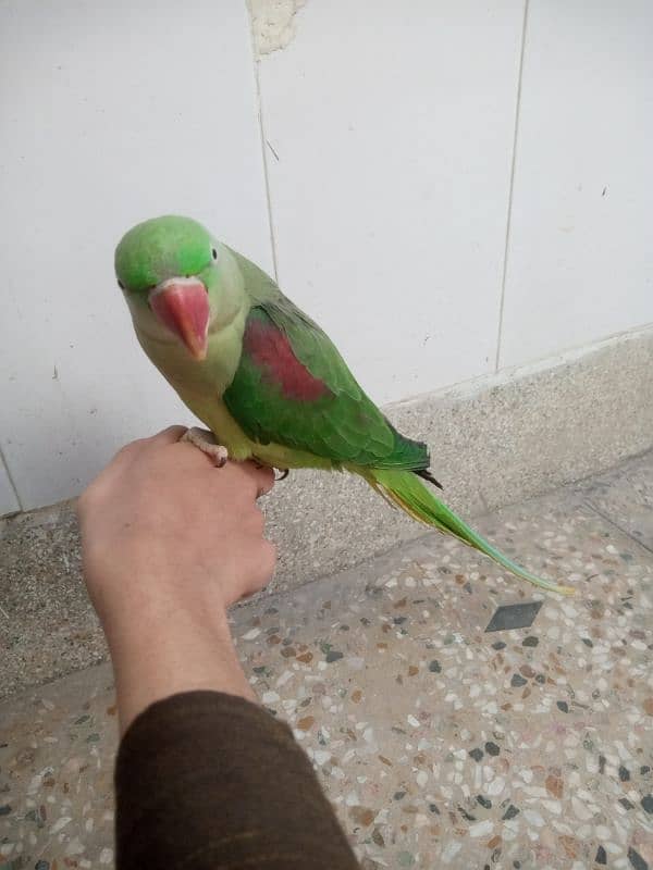 raw parrot 0