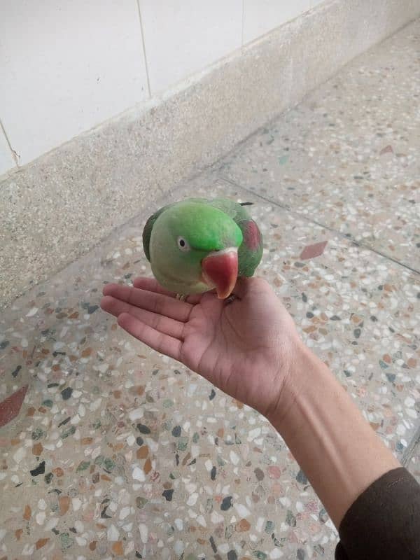 raw parrot 1