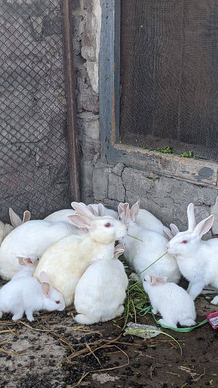 red eyes rabbits 0