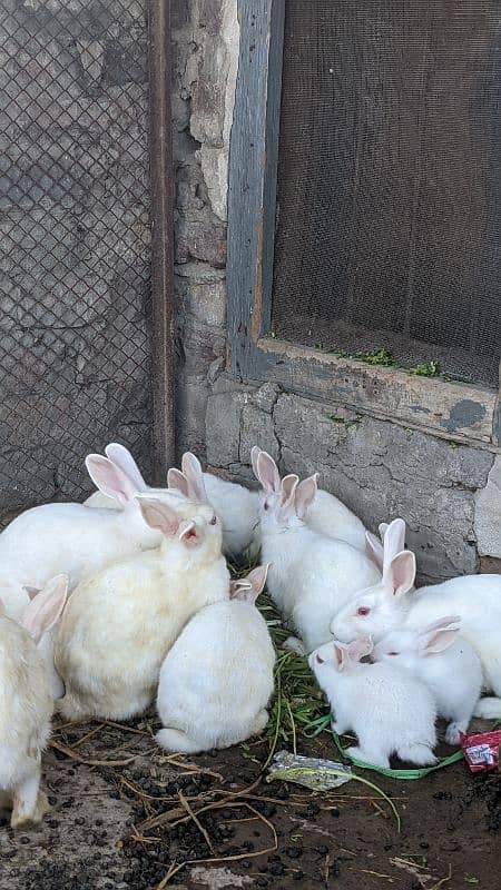 red eyes rabbits 1