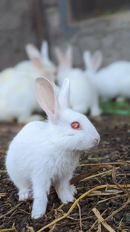 red eyes rabbits 2