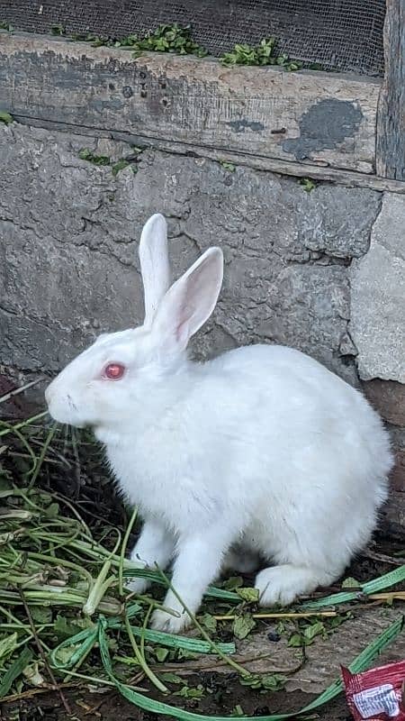 red eyes rabbits 3