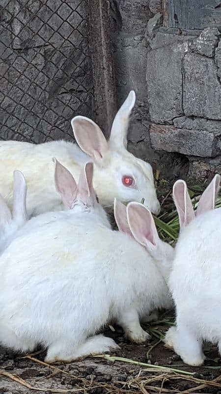 red eyes rabbits 4